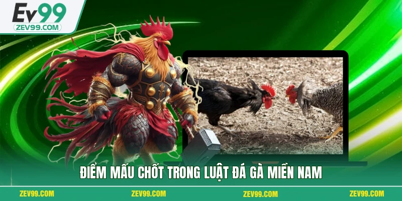 Điểm mấu chốt trong luật đá gà miền nam